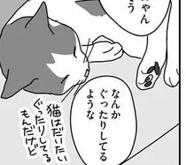 15歳の愛猫の元気がなくて心配でたまらない。熱中症？夏バテ？／世界一幸せな飼い主にしてくれた猫