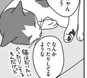 15歳の愛猫の元気がなくて心配でたまらない。熱中症？夏バテ？／世界一幸せな飼い主にしてくれた猫