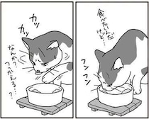 愛猫の口内に見つかったガン。次第に食べづらそうになり...／世界一幸せな飼い主にしてくれた猫