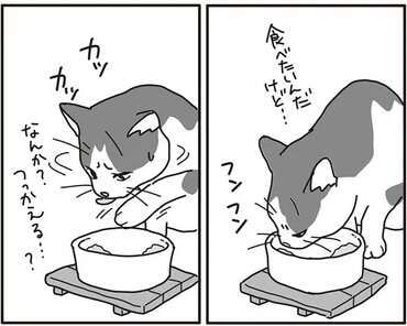 愛猫の口内に見つかったガン。次第に食べづらそうになり.../世界一幸せな飼い主にしてくれた猫