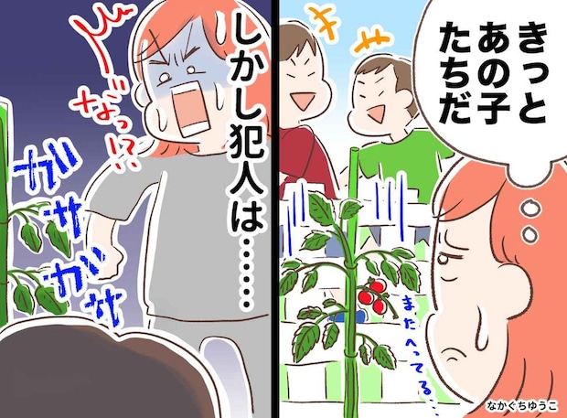 ＜庭のトマトを盗んだのは隣の子？＞焦る私が【夜中に真犯人を発見！】自分の勝手な思い込みに猛反省