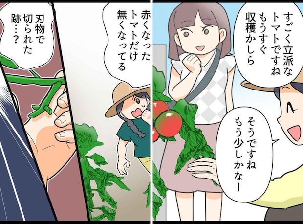 家庭菜園のトマトを無断で収穫している女性が！ 問い詰めると、耳を疑う一言が