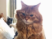 もふもふだけど寝癖ついちゃうんです。【ふわもこメープルのまどろみ帖。vol.1】