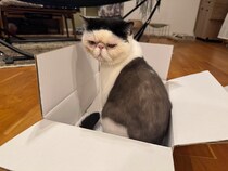 おちょこの優しい嘘。【おちょこ、ぽのぽのだより。vol.225】