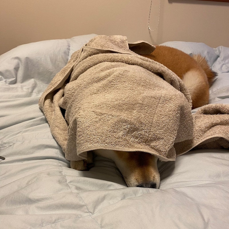 ハルくん、タオルに隠れます。