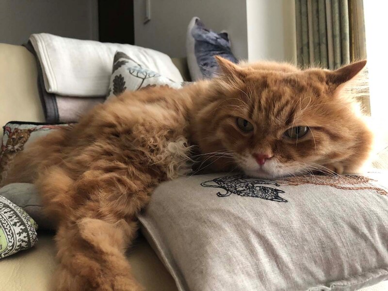 まったりモードな1日。【ふわもこメープルのまどろみ帖。vol.3】