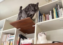 新入りへの器の大きさ。【〈LOISIR〉デザイナー・前田敬子による、保護猫・えいたと暮らす日常。 vol.85】