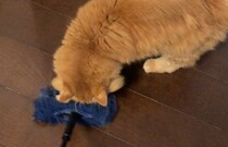 お手伝いもできちゃいます。【ふわもこメープルのまどろみ帖。vol.4】