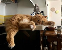 モフモフは、足の裏まで！【ふわもこメープルのまどろみ帖。vol.5】