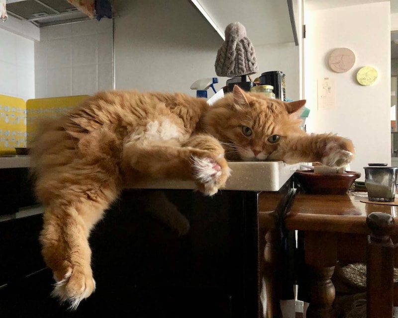 モフモフは、足の裏まで！【ふわもこメープルのまどろみ帖。vol.5】