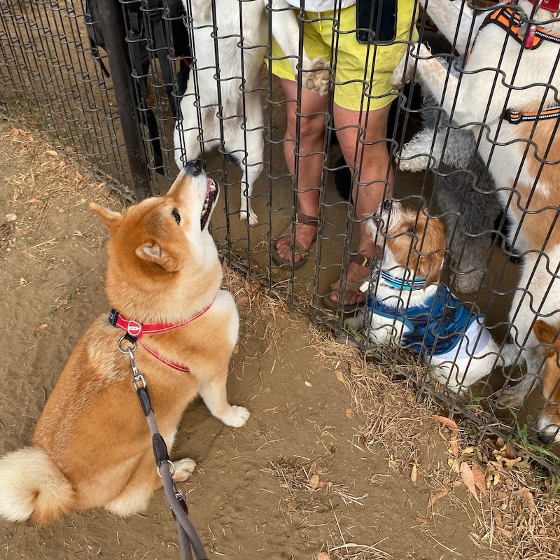 ハルくん、おやつパーティに参加。