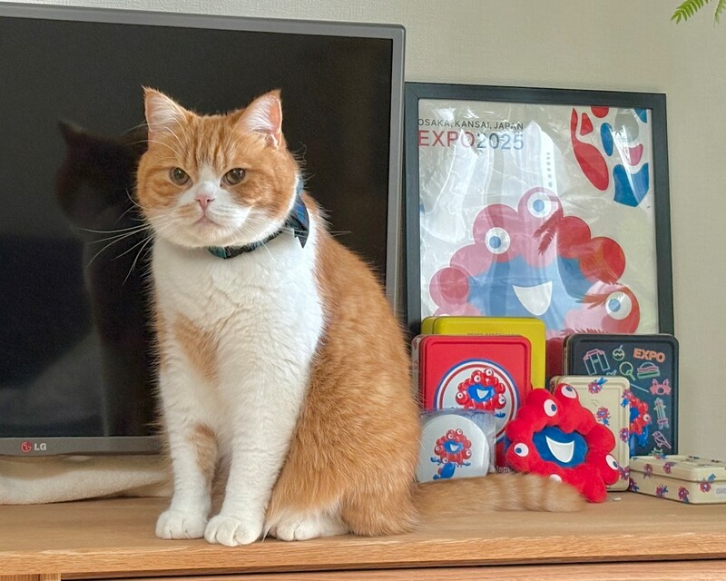 ミャクミャクグッズに囲まれて。【とろろ、もふもふDays。vol.148】