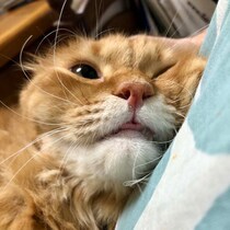 甘えたいときは、こうなっちゃいます。【ふわもこメープルのまどろみ帖。vol.6】