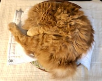 寝相集は、こちらから。【ふわもこメープルのまどろみ帖。vol.7】