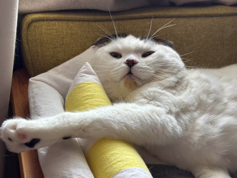 オレのベスト抱き枕はこれ。【いなほ、オレ物語。vol.251】