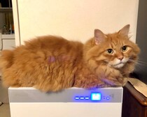 マイルーティンを公開します。【ふわもこメープルのまどろみ帖。vol.8】