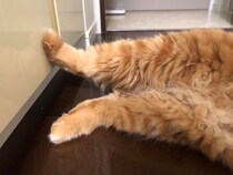 短足だなんて、言わないで。【ふわもこメープルのまどろみ帖。vol.9】