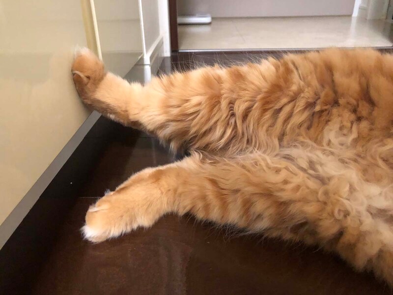 短足だなんて、言わないで。【ふわもこメープルのまどろみ帖。vol.9】