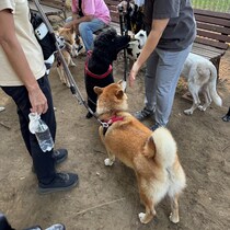 ハルくん、ついにドッグランへ。