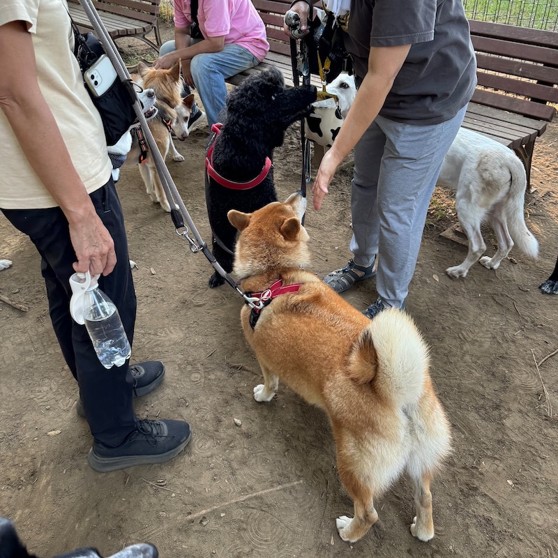 ハルくん、ついにドッグランへ。