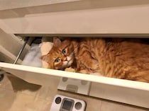 ぼく専用の、ふかふかベッド！【ふわもこメープルのまどろみ帖。vol.10】