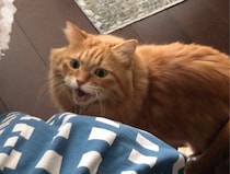 甘えん坊なのは、ここだけの秘密。【ふわもこメープルのまどろみ帖。vol.11】