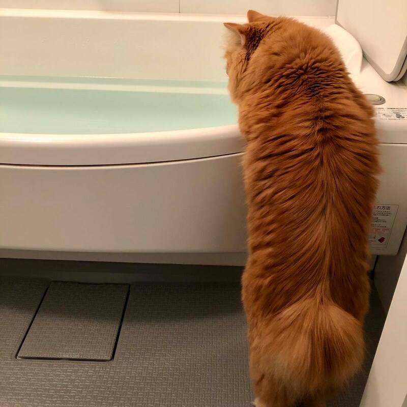 湯加減、いかがでしょう。【ふわもこメープルのまどろみ帖。vol.13】