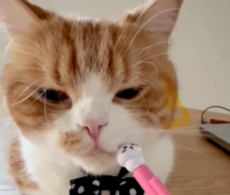 気付けばスリスリ……。【とろろ、もふもふDays。vol.149】