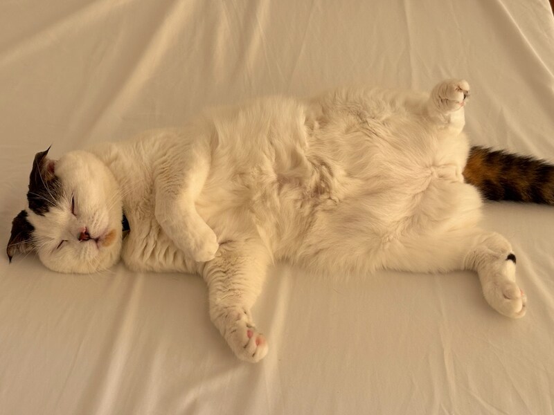 観察するなら、今やで〜。【いなほ、オレ物語。vol.252】