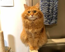 いま、おにぎり体型って言いました？【ふわもこメープルのまどろみ帖。vol.15】