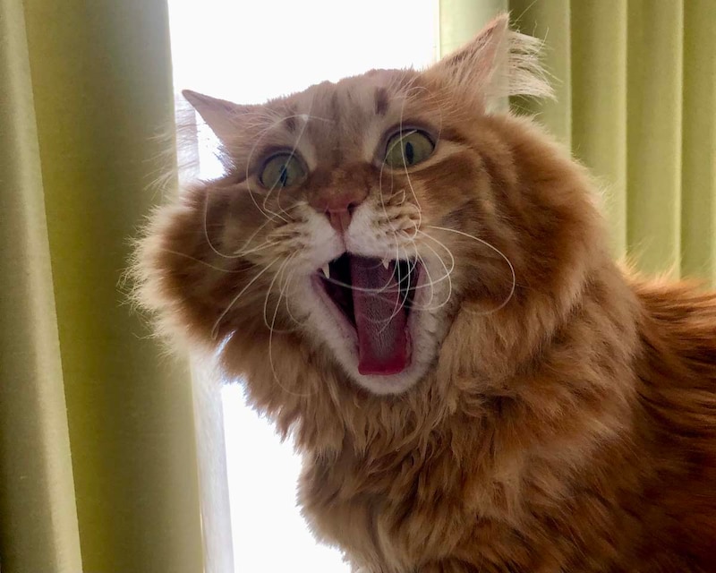 二度寝させてにゃ〜！【ふわもこメープルのまどろみ帖。vol.14】