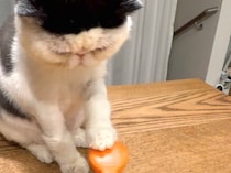 新技をご覧あれ！【おちょこ、ぽのぽのだより。vol.227】