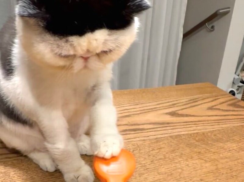 新技をご覧あれ！【おちょこ、ぽのぽのだより。vol.227】