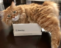 あれ？ 入りきらない？【ふわもこメープルのまどろみ帖。vol.16】