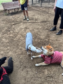 ハルくん、ドッグラン2日目。