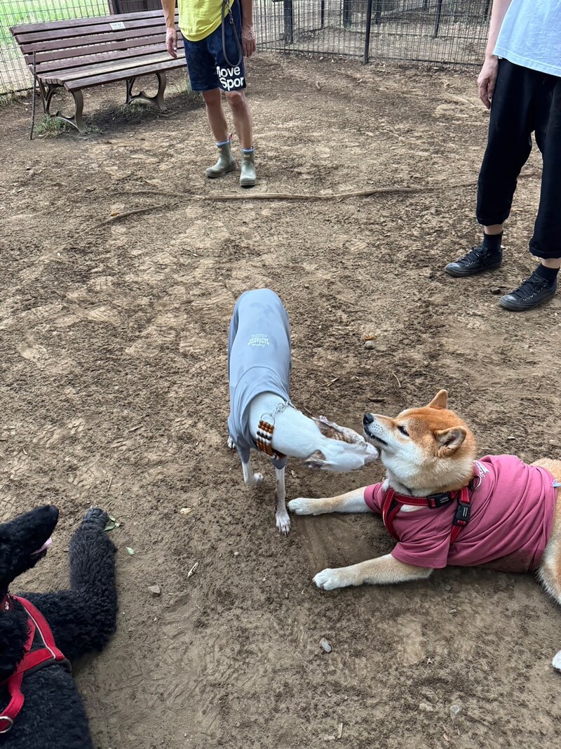 ハルくん、ドッグラン2日目。