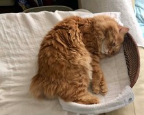 カッコいいぼくを見せるつもりが……。【ふわもこメープルのまどろみ帖。vol.17】