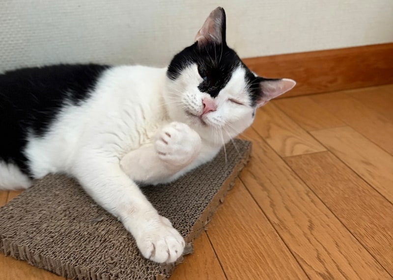 えいたの毛づくろい予報は的中！？【〈LOISIR〉デザイナー・前田敬子による、保護猫・えいたと暮らす日常。 vol.86】