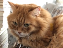 もふもふは、1日にしてならず。【ふわもこメープルのまどろみ帖。vol.18】