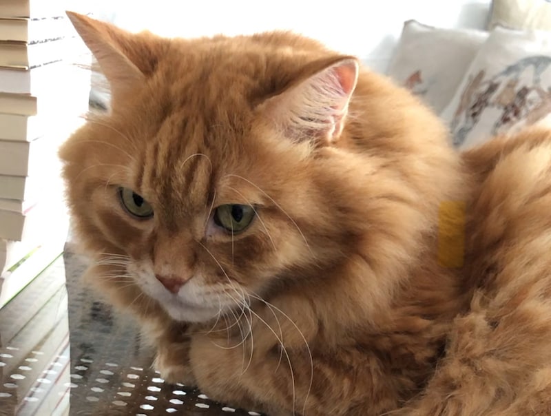 もふもふは、1日にしてならず。【ふわもこメープルのまどろみ帖。vol.18】