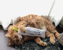 たまにはふて寝しちゃいます。【ふわもこメープルのまどろみ帖。vol.19】