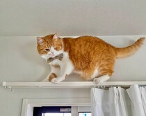 誰か下ろして〜！【とろろ、もふもふDays。vol.150】