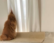 ニャルソック中の誘惑。【ふわもこメープルのまどろみ帖。vol.20】