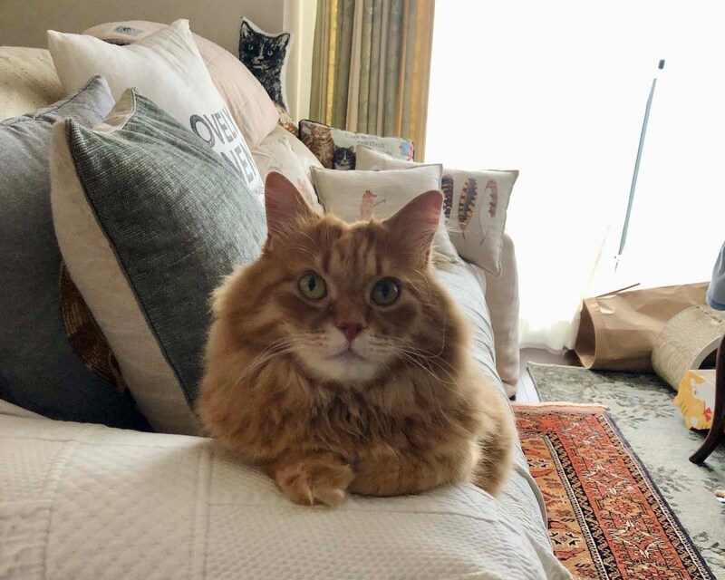 本日も、お手入れ日和。【ふわもこメープルのまどろみ帖。vol.21】