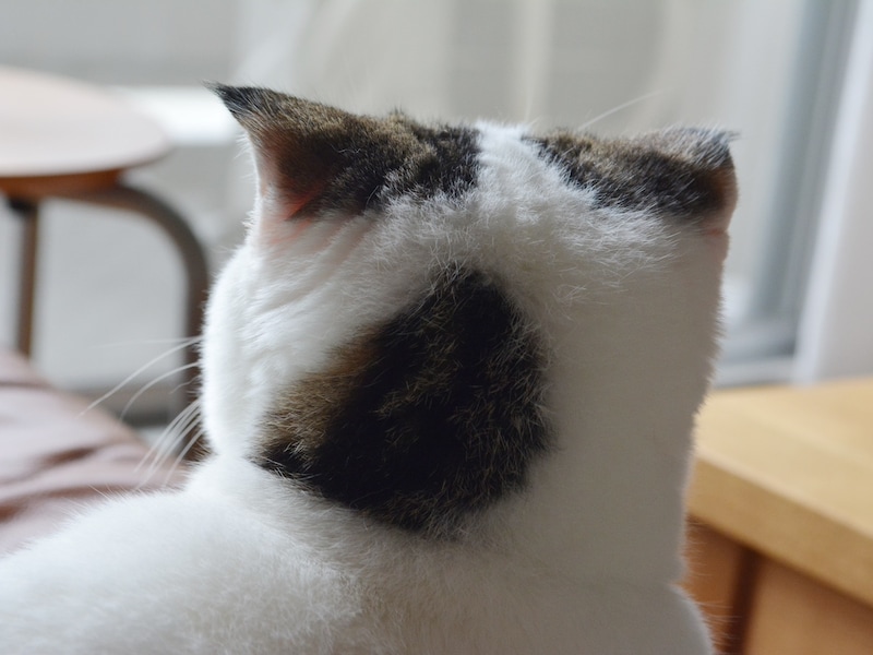 角刈り風の赤ちゃんのオレ。【いなほ、オレ物語。vol.253】