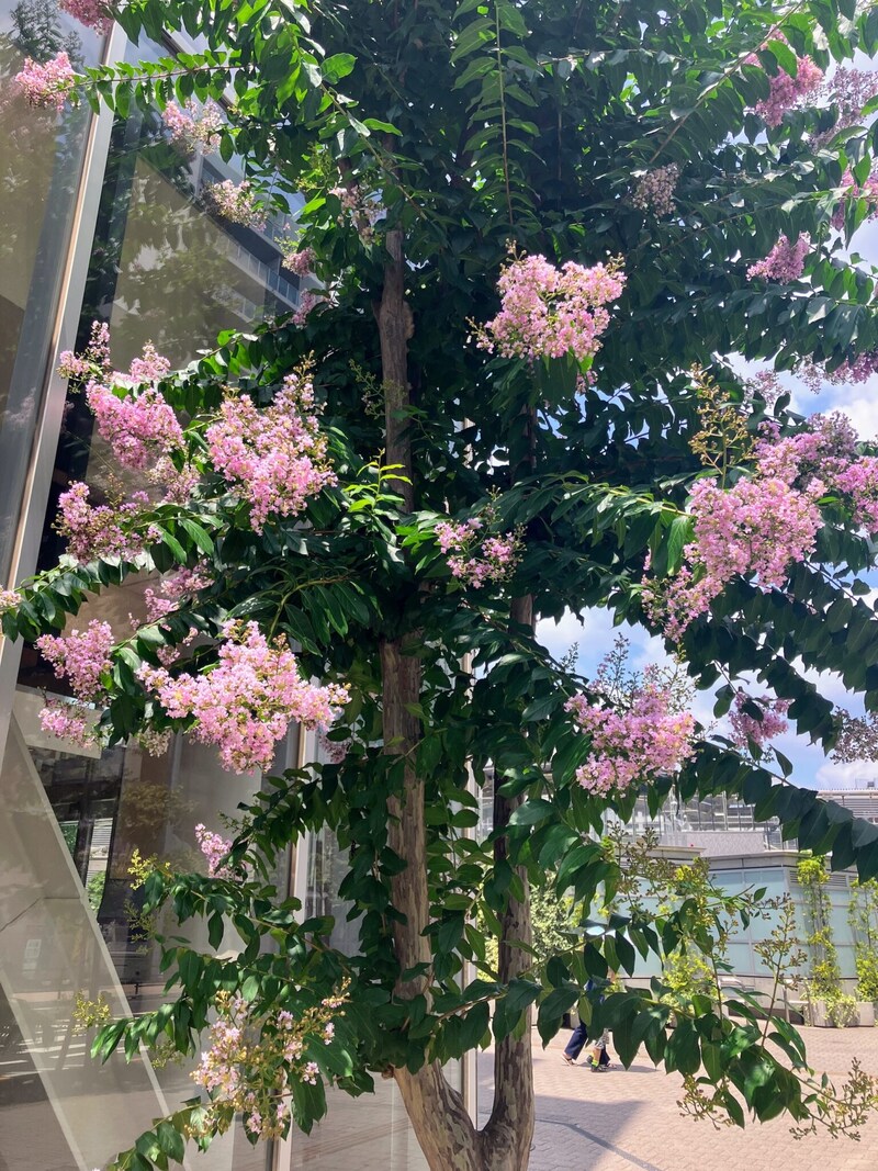 「サルスベリの花が見えるようになった」。エッセイスト・古賀及子さんによるコラムはこちらから。