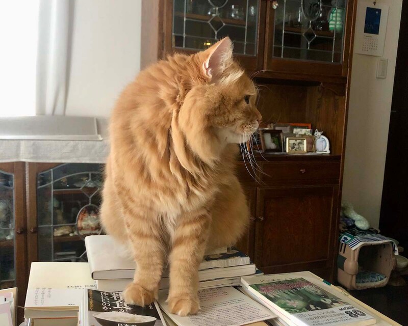 ちょうどいい山、みっけ！【ふわもこメープルのまどろみ帖。vol.22】