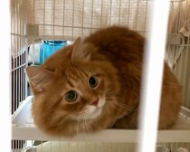 実はビビりなもので。【ふわもこメープルのまどろみ帖。vol.23】