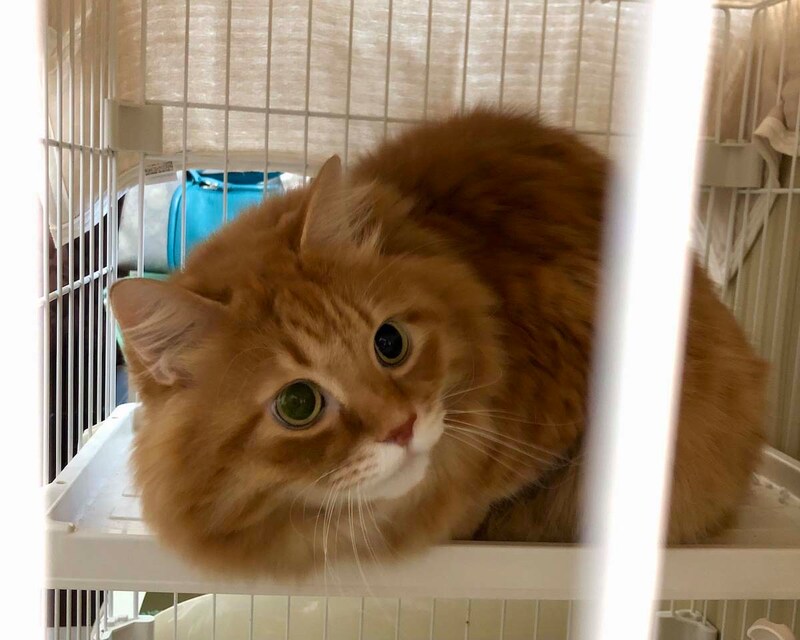 実はビビりなもので。【ふわもこメープルのまどろみ帖。vol.23】