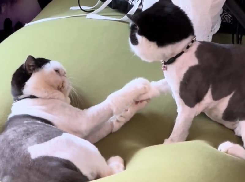 おてて攻防戦。【おちょこ、ぽのぽのだより。vol.228】